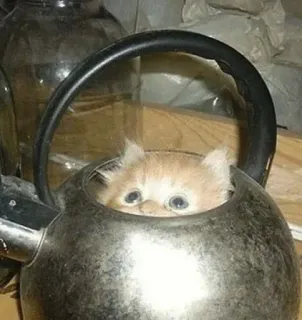 🌟 ec2f8668 gato, gatito, tetera, animal, lindo, mascota telegram sticker