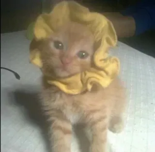 🌟 f26f1fe8 gatito, gato, lindo, amarillo, coletero, león telegram sticker