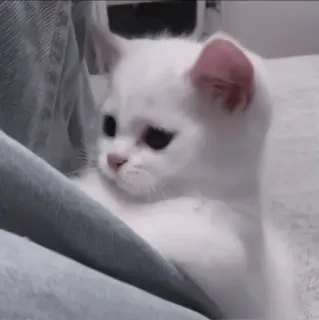 🍧 01c68fd3 cat, kitten, white cat, pet, cute, animal, domestic animal whatsapp sticker