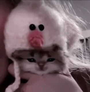 🍧 06ef8548 cat, kitten, animal, pet, hat, cute, funny whatsapp sticker