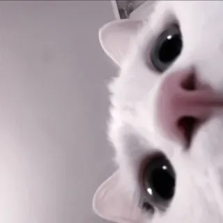 🍧 2208785d cat, animal, pet, white cat, cute, eyes, close-up whatsapp sticker