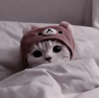 🍧 24724e3b cat, animal, cute, kawaii, pet, kitten, hat, relaxing whatsapp sticker