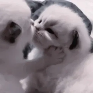 🍧 346daf93 kittens, cats, animals, cute, kissing, pet, domestic animal, baby animals whatsapp sticker