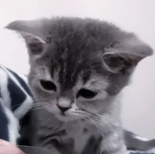 🍧 3c595f79 cat, kitten, animal, cute, pet, domestic animal whatsapp sticker