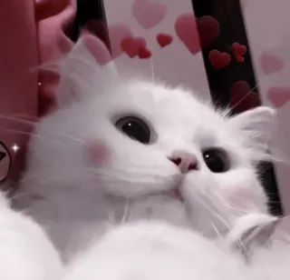 🍧 448dc5cd cat, kitten, cute, animal, pet, white cat, fluffy, hearts whatsapp sticker