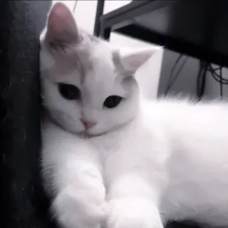 🍧 5828c18d cat, white cat, animal, pet, domestic cat whatsapp sticker