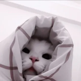 🍧 5c93024f cat, blanket, cute, pet, animal, meme, funny whatsapp sticker