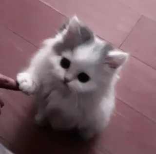 🍧 6b35b6e7 cat, kitten, cute, animal, pet, fluffy whatsapp sticker