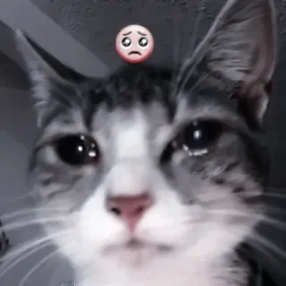 🍧 6e25a12f cat, sad, emoji, pet, animal, crying whatsapp sticker