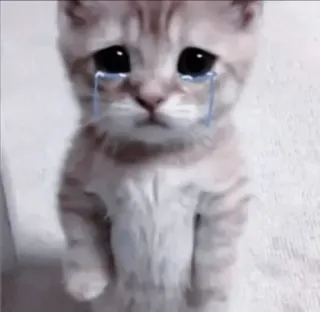 🍧 7498ecf1 cat, kitten, sad, crying, tears, animal, pet, cute whatsapp sticker