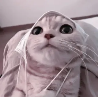 🍧 7b3b67c1 cat, mask, animal, pet, cute, kitten, funny, domestic cat whatsapp sticker