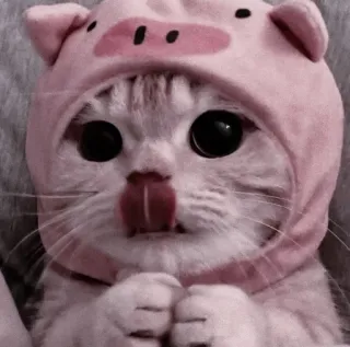 🍧 8122ac2c cat, pig, animal, cute, pet, kitten, hat whatsapp sticker