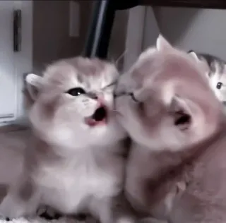 🍧 819a3029 kitten, cat, cute, animals, pet, feline, adorable whatsapp sticker