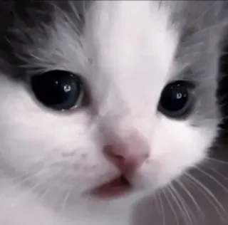 🍧 8a2d2a24 cat, kitten, animal, pet, cute, domestic cat whatsapp sticker