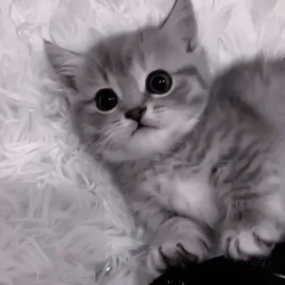 🍧 8f737dd4 kitten, cat, cute, animal, pet, feline, furry, domestic whatsapp sticker