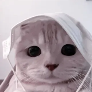 🍧 924c2b92 cat, mask, pandemic, pet, animal, cute, funny whatsapp sticker