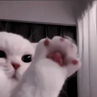 🍧 96205fac cat, animal, cute, pet, white cat, kitten whatsapp sticker