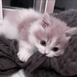 🍧 997452e5 cat, kitten, cute, pet, animal whatsapp sticker