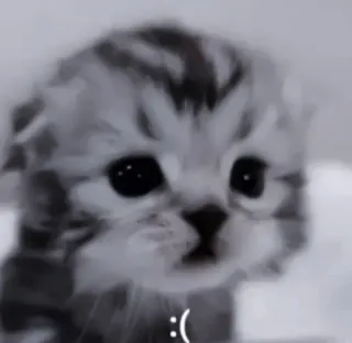 🍧 9c043f45 :( sad, kitten, cat, animal, cute, pet, grayscale whatsapp sticker