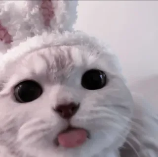 🍧 a5b0a101 cat, animal, bunny, easter, tongue, cute, adorable whatsapp sticker