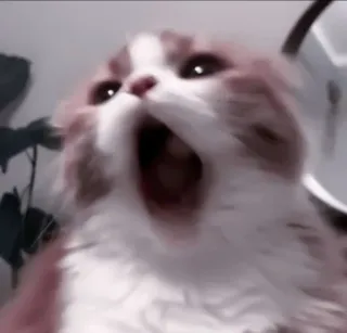 🍧 d0bb7892 cat, animal, mammal, feline, yawning, cute whatsapp sticker