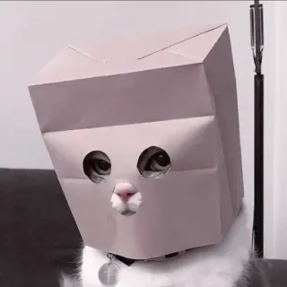 🍧 e47ee56e cat, paper bag, pet, animal, funny, cute whatsapp sticker