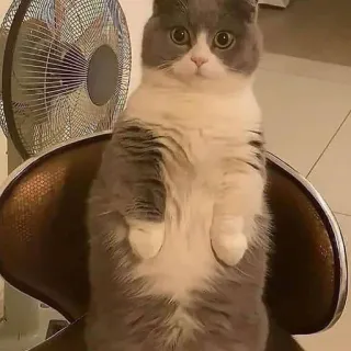 🥱 1a55080b kat, dier, schattig, huisdier, katachtig, huisdier telegram sticker