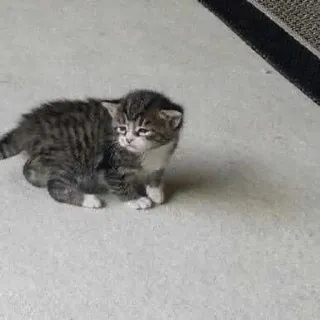 🤨 20651328 kitten, kat, schattig, dier, huisdier telegram sticker