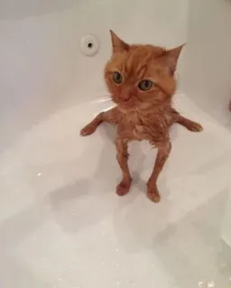 🥱 2eeeab89 kat, bad, oranje, nat, dier, huisdier telegram sticker