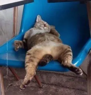 🥱 5b4d164c kat, slapen, ontspannen, dier, huisdier, stoel telegram sticker