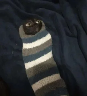 🥱 73e0c882 kat, dier, huisdier, sok, grappig, schattig telegram sticker