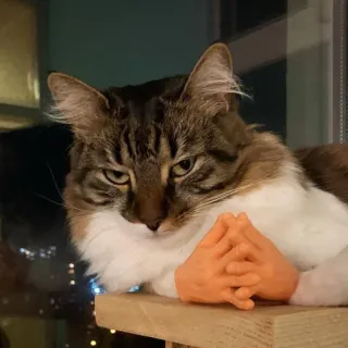 🥱 7d5236fc kat, meme, plannen, handen, grappig, huisdier telegram sticker