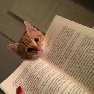 🦧 8bb55edf kat, lezen, boek, kitten, huisdier, huisdier telegram sticker