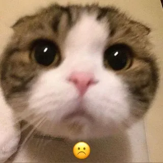 🥱 90882aa6 @sketchdwartist kat, verdrietig, huisdier, dier, schattig, meme telegram sticker