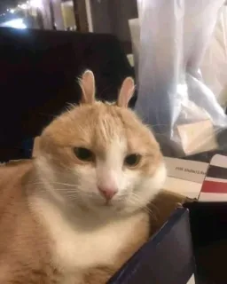 🥱 934ce53c kat, dier, konijnenoren, huisdier, schattig, huisdier, katachtig, zoogdier telegram sticker