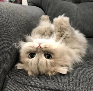 🥱 940a235c kat, kitten, huisdier, dier, schattig, fluffy, grijs, bank telegram sticker