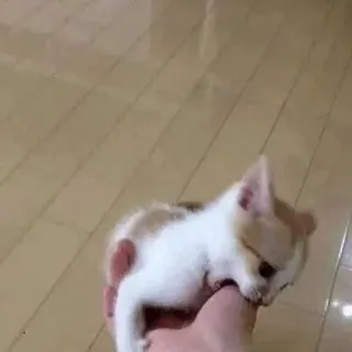 😡 ae459d72 kitten, kat, schattig, dier, huisdier, klein, zoogdier telegram sticker