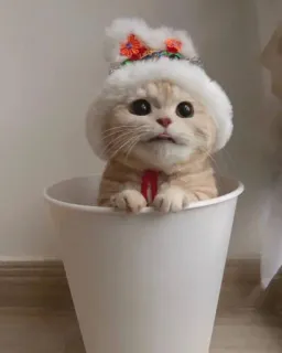 🥱 c42b85f9 kat, kitten, hoed, schattig, dier, huisdier telegram sticker