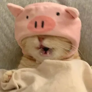 🥱 dc8a807f kat, varkenshoed, dier, schattig, huisdier telegram sticker