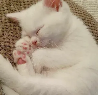 🥱 efe6b074 kitten, kat, slapen, wit, schattig, dier, huisdier telegram sticker