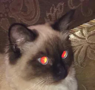 🙄 9de3712d 猫, シャム, 動物, 目, ペット telegram sticker