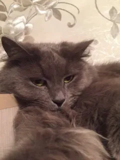 🤔 abf2617a 猫, 灰色, ペット, ペット, ふわふわ telegram sticker