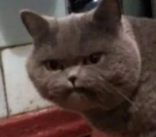 Pussy (@gffwweto) telegram stickers