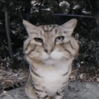 🔗 eedbb90f 고양이, 동물, 애완동물, 고양이과, 반려동물 telegram sticker