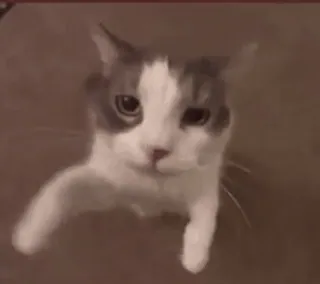 🤍 e1ad9fed gatto, animale, animale domestico, gatto domestico, mammifero, felino whatsapp sticker