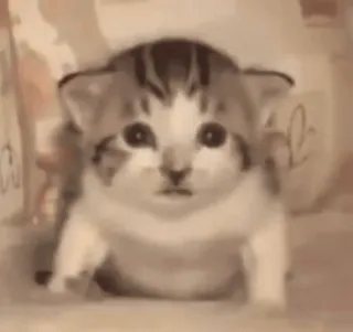 🤍 f921a9d6 gatto, gattino, animale, carino, animale domestico whatsapp sticker
