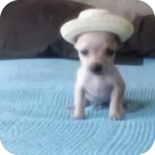 🫥 0cc92873 cane, cucciolo, cappello, chihuahua, animale domestico, carino whatsapp sticker