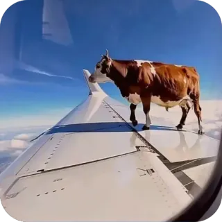 🧐 11d8da71 mucca, aereo, ala, volare, cielo, umorismo, animale whatsapp sticker