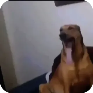 🐶 1e27b7b8 cane, sbadiglio, animale, animale domestico, animale da compagnia whatsapp sticker