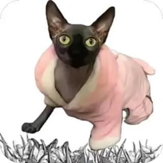 Пasetko :: @fStikBot telegram stickers